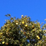 20111212-071146.jpg