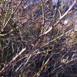 20120105-083343.jpg