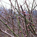 20120226-170807.jpg